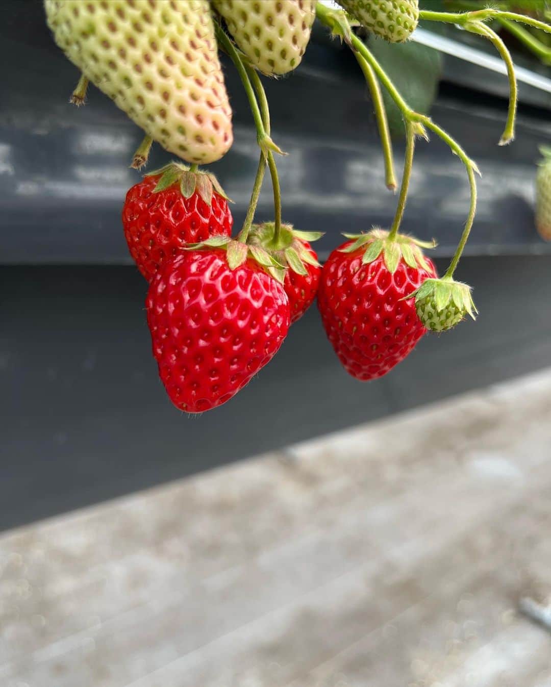 奥原ゆきのさんのインスタグラム写真 - (奥原ゆきのInstagram)「いちご狩りしてきた🍓 . いくらでも食べられる気がするけど、10分？15分位でお腹いっぱいになっちゃった😌 桃薫っていう品種が、いちごなのに桃の香り？風味？がして新鮮🙃🍑 色々食べ比べできて楽しかった〜  #いちご狩り #週末旅行 #白ニット」2月19日 21時03分 - yukino_okuhara