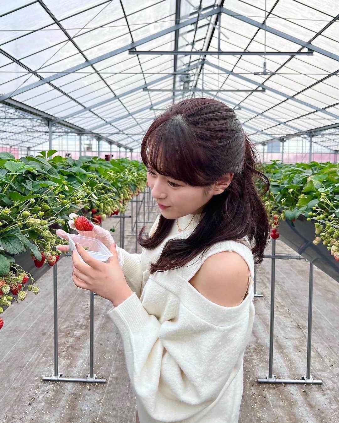 奥原ゆきのさんのインスタグラム写真 - (奥原ゆきのInstagram)「いちご狩りしてきた🍓 . いくらでも食べられる気がするけど、10分？15分位でお腹いっぱいになっちゃった😌 桃薫っていう品種が、いちごなのに桃の香り？風味？がして新鮮🙃🍑 色々食べ比べできて楽しかった〜  #いちご狩り #週末旅行 #白ニット」2月19日 21時03分 - yukino_okuhara