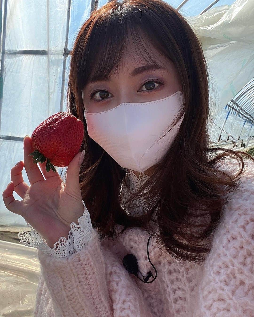 吉沢明歩さんのインスタグラム写真 - (吉沢明歩Instagram)「🍓苺が美味しい時期です🍓 採れたて新鮮なツヤツヤのあまーい苺！しかも大きい！！ 楽しかったー！！！ #いちご狩り#いちご好き #幸せー」2月19日 22時23分 - akiho__yoshi