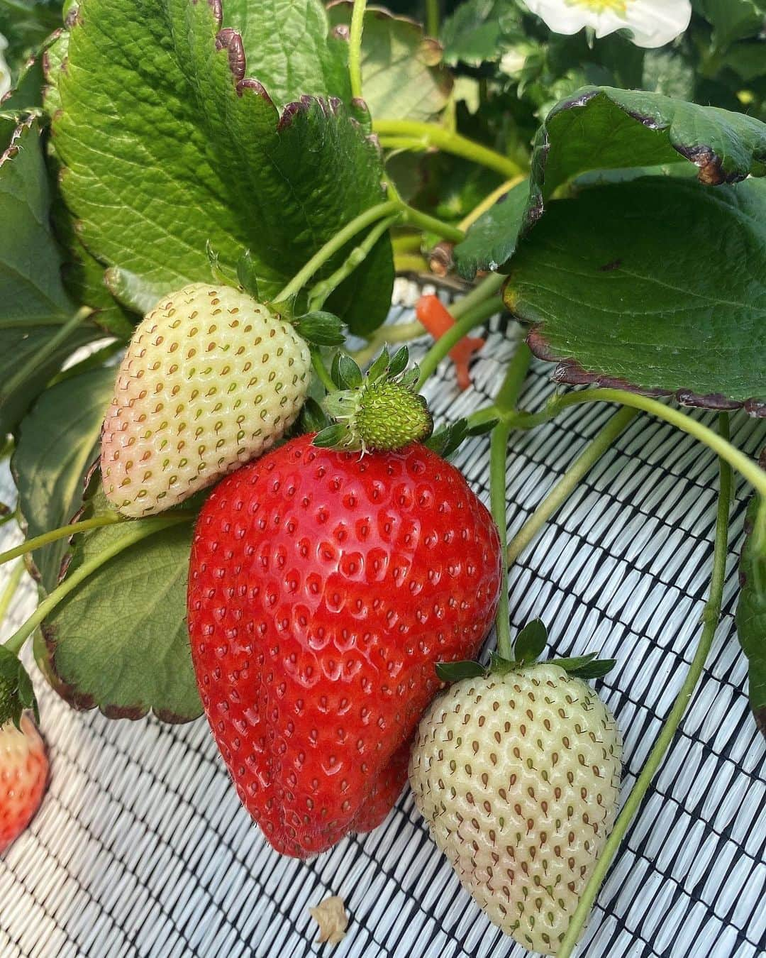 吉沢明歩のインスタグラム：「🍓苺が美味しい時期です🍓 採れたて新鮮なツヤツヤのあまーい苺！しかも大きい！！ 楽しかったー！！！ #いちご狩り#いちご好き #幸せー」