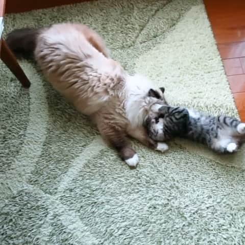 takegaeruのインスタグラム：「過去動画 てんてん小さいね〜😄 #cat #猫 #ragdoll #ラグドール #ホワイトポッチーズ #よもねこ #よもぎねこ #キジトラ #きじとら猫」