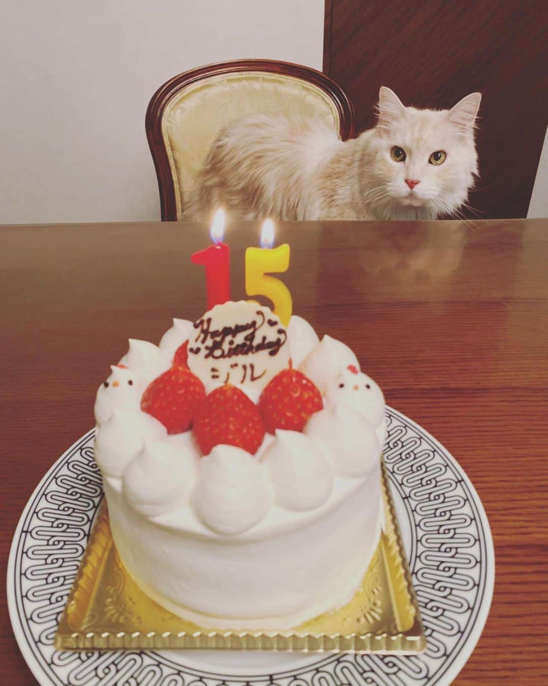 DAIGOのインスタグラム：「2月20日は  我が家の愛猫、ジルくんの誕生日🎂  15歳になりました！  嬉しいですね☺️  本当に家族です。  長生きしてもらうためにも、しっかりケアしていきます。  これからも大切に。  #ジル #誕生日 #ケーキはもちろん人間が食べました #娘はケーキが大好き #猫 #メインクーン #かわいい #かっこいい #よく乗ってくる #昔は犬派 #今は猫派 #でも犬も好き #みなさんはどっち派？」