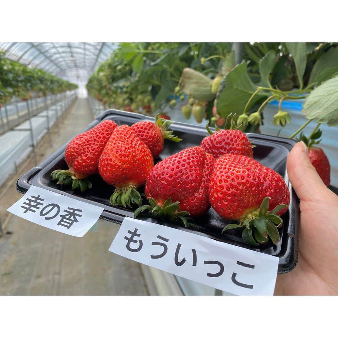 尾島早都樹のインスタグラム：「いちご栽培発祥の地 #小諸市 へ🍓  #いちご平 という なんとも可愛らしいバス停🚌を発見！  東御市との県境にある 小諸市 #御牧ヶ原 地区では、 明治時代からお米の代わりに いちごジャムを作るための🍯 いちごが盛んに作られていて、 名残りで付けられたんですって。  そんな深い歴史がある場所で、 いちご狩りへ取材に🍓🧺  #こもろ布引いちご園 さん  今シーズンから スペシャルないちご狩りを始められています。  ①8〜10品種食べ比べ+60分食べ放題 ②練乳+フラペチーノでお馴染みのエスプーマホイップ🍦 ③摘みたていちごをソフトクリームの上に乗せて 　自家製パフェ作り🍨  などなど、 リッチでスペシャルないちご狩りを楽しめるんです！  取材で体験させていただきましたが、 とっても楽しかった！ 粒も大きくてジューシーでした🍓♡  お店の方は、 ただ食べるだけじゃなくて 記憶に残るいちご狩り体験🍓を してほしいとの思いで始めたそう。  利益よりもお客様にとっての 思い出が1番なんだそうです🥺🎞  今年は寒気や燃料高の影響で なかなか手頃な価格で いちごの値段が高い日が続いていましたが、 そろそろ落ち着き始めてきたとのこと！  いちご栽培が始まったこの場所で みなさんもいちご堪能してみては☺️🍓  #ふるさとライブ でお伝えしました🐾  #長野放送 #nbs #アナウンサー #女子アナ #地元再発見 #長野県 #しあわせ信州 #長野県 #小諸市 #いちご生産発祥の地 #いちご平 #バス停 #いちご狩り #いちごスイーツ #食べ比べ #🍓」