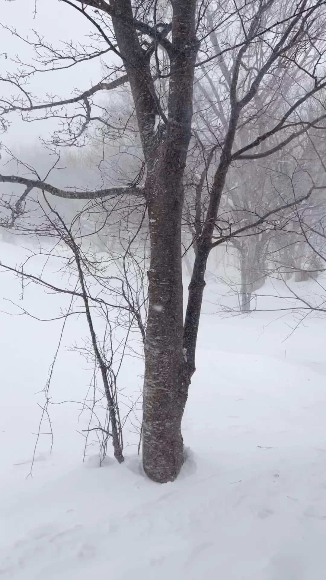 りんの田舎暮らしのインスタグラム：「こんにちはりんです  大雪大丈夫でしょうか？ 道東地方が酷いことなっています  北海道、東北、北陸の方も大丈夫でしょうか？ 北海道だけですか？  知床は吹雪です 吹雪で明後日くらいまで村に帰れなくなりました😂  YouTubeやってます🙏 インスタプロフのURLからか YouTube ➡︎「りんの田舎暮らし」で 検索できるのでぜひ見てください  #大雪 #吹雪 #田舎暮らし #知床 #北海道#鶴居村#釧路#道東#名古屋 #移住#古民家#ひとり暮らし #自然#発見#釧路湿原#丹頂 #釣り#車中泊」