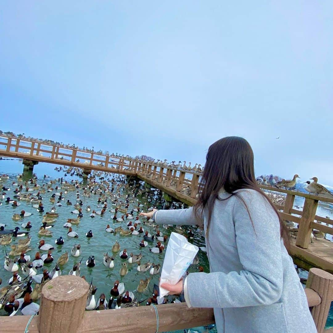 吉山りささんのインスタグラム写真 - (吉山りさInstagram)「🦢 白鳥おじさんに負けじと  白鳥おばさん目指し  餌投げ楽しむ姿を激写されてました😂📸（笑）  めちゃくちゃ良い天気だった🌞😊🌞❣  ⚠️昨日の正解は2枚目見てね🦢🦆💕  鴨🦆見てからの へぎ蕎麦😋鴨せいろ美味しかった💓   #はしゃぐコトナ   #白鳥 #鴨 #白鳥おじさん ならぬ白鳥おばさん  #🦢 #🦆 #鴨せいろ  #お蕎麦屋さん ではほぼ鴨せいろ  #餌やり #必死感ハンパない 😎  #新潟  #sightseeing  #鳥 #birds  #swan  #瓢湖  #ワタリドリ  #渡り鳥  #野鳥の会 の方たちが数数えてるのかなぁ〜凄いなぁ🦢🦆 #湖  #lake    #吉山りさ #フリーモデル #Japan #japanese   白鳥🦢に投げてるのにカモに食べられて乗り出す私😂 隣のおじさまに笑われた（笑）」2月20日 17時30分 - oreorerisa