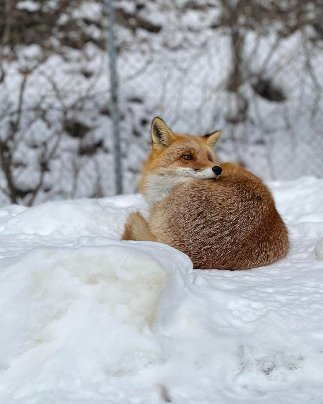 七海さんのインスタグラム写真 - (七海Instagram)「念願の🦊 ・ ・ #北きつね #北きつね牧場 #北見市」2月20日 17時31分 - nanami_bwmg