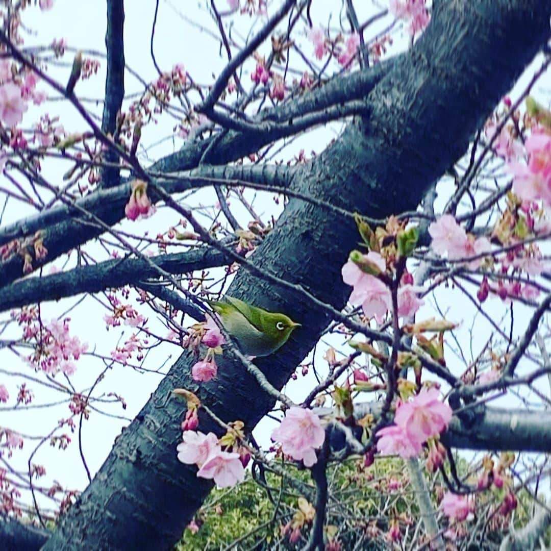 板谷由夏 さんのインスタグラム写真 - (板谷由夏 Instagram)「散歩してたら雨が降ってきて ざあざあ濡れるのも久しぶりで楽しかった。 あちらこちらに春がいらっしゃってる。 季節が巡るようにわたしもリニューアルしたいもんだ。 日曜日、肉団子と野菜の甘酢炒め 揚げ出し豆腐、新じゃが蒸したのをバターで。 赤ワイン、いちごのヨーグルトクリーム添え🍓」2月20日 19時43分 - yukaitaya