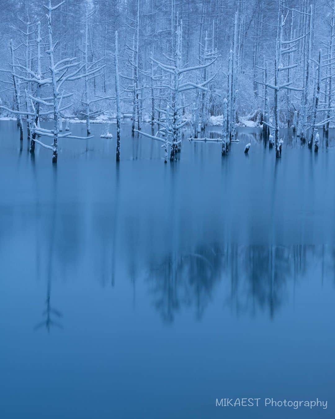 mikaestのインスタグラム：「Shirogane Blue Pond  少し前の写真です😂 青い池は、冬の時期は湖面が凍って雪が積もるので"白い池"になるのです。よって、雪が降りつつも湖面が完全に凍る直前のタイミングの青い池です😊  今日は朝から雪が降っていたのでおうちにこもって、カーリングを見ながら、野付産のホタテをさばいて、日本酒と共に堪能していました😊 北海道は今夜から明日は吹雪で大荒れ予報です。安全に過ごしましょ🙆‍♀️大きな被害になりませんように。  Camera : Nikon Z7 Lens : Nikkor Z 70-200mm f/2.8 VR S  #Zcreators #美瑛」