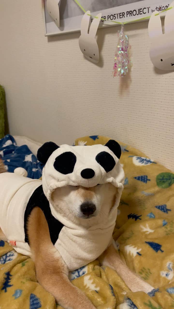マロたんのインスタグラム：「マロドゥンドゥン パンダから犬に戻りました ドゥンドゥンってぽっちゃりさんって意味なの？ほんと？ #shiba #shibainu」