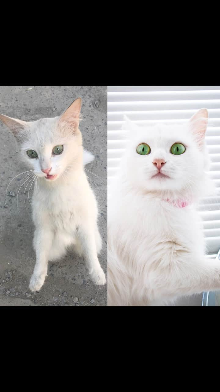 Melissa Einsteinのインスタグラム：「I rescued the cat off the street. Photos before and after. @aisu_cat 🤍       #cat #cats #catstagram #kitten #kitty #catsofinstagram #pet #petstagram #gato #catoftheday #lovecats #bestcats_oftheworld #lovekittens #catlover #instacat #кот #cat_features #excellent_cats #bestmeow #cutepetclub #choosechicago #americanstyle #newyear #fashionistas #chicagofashion @catconworldwide @catswiththeirtonguesout @cats_of_instagram」