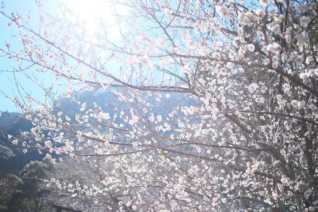 kiccyomuのインスタグラム：「☀️ 2022.02.21 Mon #湯河原梅林 咲いてる #梅 はまだ少ない？ というか… ほとんど咲いてないけど… 本部(トイレ)のところの 真っ白な梅が一番綺麗に咲いてた📸  明日も元気に🤗  location #神奈川 ❣️ 📷撮影 2022年2月15日」