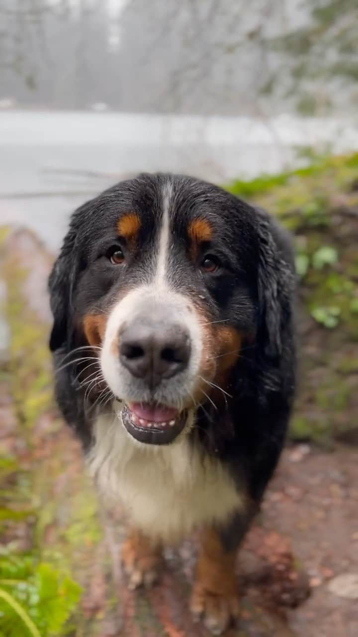DogsOf Instagramのインスタグラム：「Bentley boy loving his rainy day walk. Please don’t tell him about the inevitable bath to follow. We want him to enjoy this moment for as long as possible. (@bentleythebernese360) ☔️ Sound UP for that soothing sound of rain 🌧   Did you know that according to studies, when rain sounds enter our brain, our brain unconsciously relaxes and generates alpha waves, resulting in a state similar to sleep. The sound of rain helps us relax and we feel comfortable.  . . . [Bernese Mountain dog smiles as he stands outside enjoying the falling rain.]  #dogsofinstagram #greatpetliving #soundofrain #bernesemountaindog #rainydaywalk #funfact #asmr #asmrrelax」