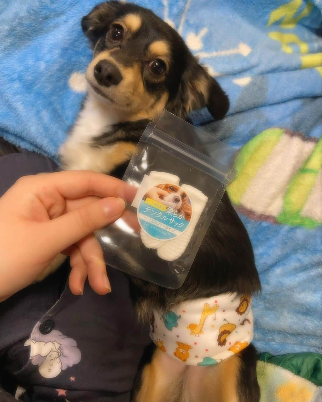 来栖あこさんのインスタグラム写真 - (来栖あこInstagram)「🐶 Ron君の歯ピカピカ計画🦷✨  PR @mountain_fields_organic #ペット用 #ペット用歯ブラシ #ペット用デンタルケア #歯周病ケア #口臭改善 #指サック #柔らかデンタルサック」2月21日 19時44分 - akopai.081