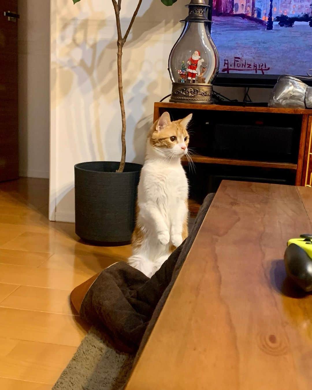 のってんのインスタグラム：「オコジョさんこんにちは☺️」