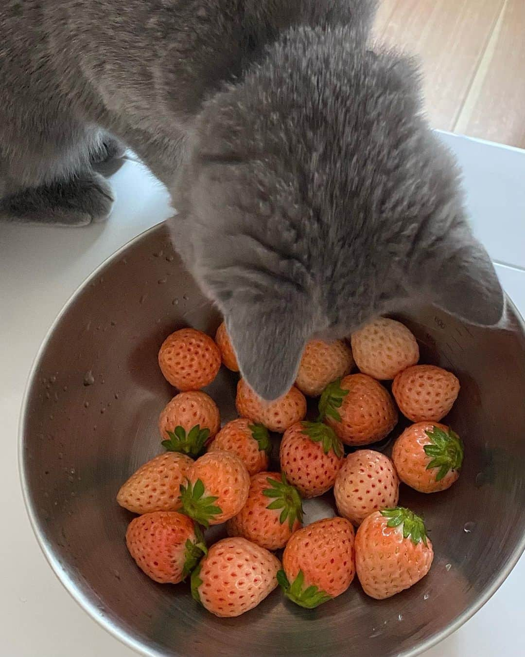 広瀬ちひろさんのインスタグラム写真 - (広瀬ちひろInstagram)「🍓🤍  イブはなんでも気になっちゃう🐈‍⬛」2月21日 20時53分 - chi_hirose