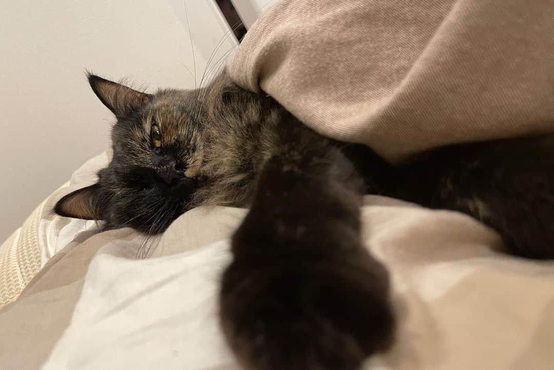 後藤郁さんのインスタグラム写真 - (後藤郁Instagram)「#ねこの日    ママの枕かママが枕か。 甘えん坊でお喋り好きな、今年の初夏で4歳になるサビ柄のダージリン姫🐈‍⬛  現在ママ(飼い主)は入院中ですが、よく預けてる先にお願いしているのでご安心ください。ちなみに毎晩一緒に寝ているので絶賛寂しい。早く逢いたい。  #猫の日 #猫のいる暮らし #ねこのいる生活 #サビ猫 #tortoiseshellcat #ダージリンという天使」2月22日 12時06分 - kaoru_goto.official
