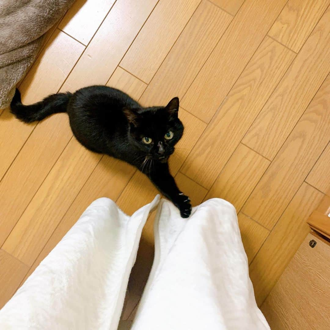 Kajiko Kajikawaのインスタグラム：「2/22なので猫の話。この子の名はキキちゃん。ジジじゃなくてキキなのはなぜだろう。  キキちゃんは、今年の1/6の深夜、突然我が家にやってきました。  1/6 夕方。 家にいると猫の鳴き声がどこからともなく聞こえました。昨年末にウシちゃんを亡くしたショックから、幻聴が聞こえるようになったと思い、さほど気にせずスルー。  1/6 24時前。 まだ幻聴が聞こえる。いや、リアリティありすぎだろと疑い、テレビや家の音を出す機会を全て消す。 間違いない、本物の猫の鳴き声だ。  鳴き声は、お勝手口から聞こえる。  シロちゃんを、寝室に閉じ込めて、お勝手口を開けると。  ピョンっと。  軽やかに、悪びれることなく我が家に不法侵入。  明らかに飼い猫の毛並み、人懐っこさ。近所の誰かの家で脱走してしまったんだと思い、とりあえず一晩保護をすることに。  外はマイナス8度。 さすがに追い出せない。野良猫の一部は、寒さで冬を越せないらしい。  翌日、近隣エリアの黒猫を飼ってる人の家をピンポンして回ったけど、 みんな飼い猫は家にいて、別の子だと。  ふむ。  困り果てて、インターネットで迷子猫情報を探したり、貼ったりして、 我が家から1-2km先で、5ヶ月前に脱走したキキちゃんと、特徴が完全に一致することを発見。  キキちゃんの飼い主さんにコンタクト。  返事を待ちつつ、 キキちゃん、半年もどこに行ってたの？ そんなふうにキキちゃんと話しながら、毛をブラッシングして、シャンプータオルをしてあげて気づいた。  犬歯が一本ない。 鼻に大きな怪我の跡。 耳が一部切れている。  きっと、1-2kmもたくさんのバトルを繰り返して、冒険してやってきたんだ。  翌日、キキちゃんの飼い主さんがやってきて、 確実にキキちゃんだと。  飼い主さんのところに5ヶ月ぶりに帰って行きました。  キキちゃんの5ヶ月にわたる大冒険、 End.  なーんで我が家のまえで何時間も泣いてたんだろう。 天国のウシちゃんが、キキちゃんにここにおいでって教えてあげたのかな。 そんな気がします。  #猫の日 #猫 #cat #catstagram #黒猫 #キキ #ジジ」