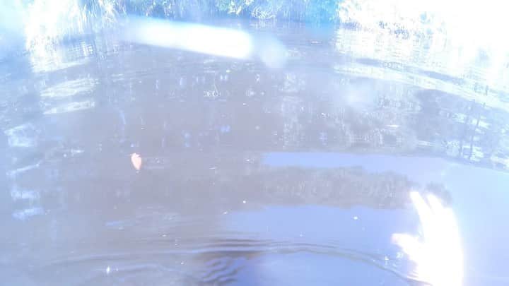 WildLifeのインスタグラム：「Lost GoPro footage of @shrkco’s unprovoked alligator attack footage FOUND found after being knocked off while freediving a Florida river…very lucky to walk away alive with 34 staples and a skull fracture」