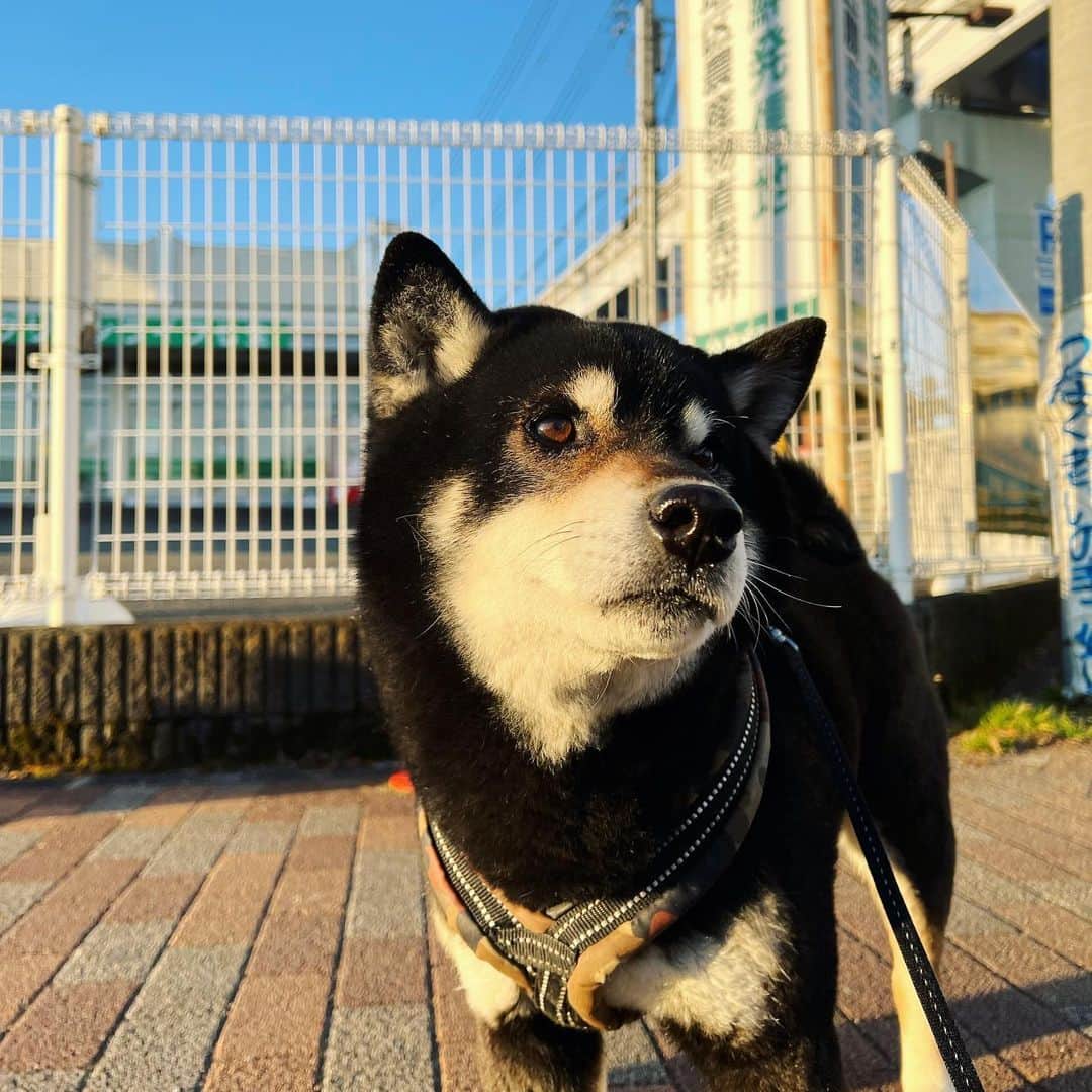 小川博永さんのインスタグラム写真 - (小川博永Instagram)「今朝も冷え込んでおります。 昨日のインスタライブを見返してみたら結構途切れ途切れだったんだね。  #ししまる爺さん  #今朝まる #ししまる #dog #dogs #柴犬 #黒柴」2月22日 8時58分 - ogawahironaga