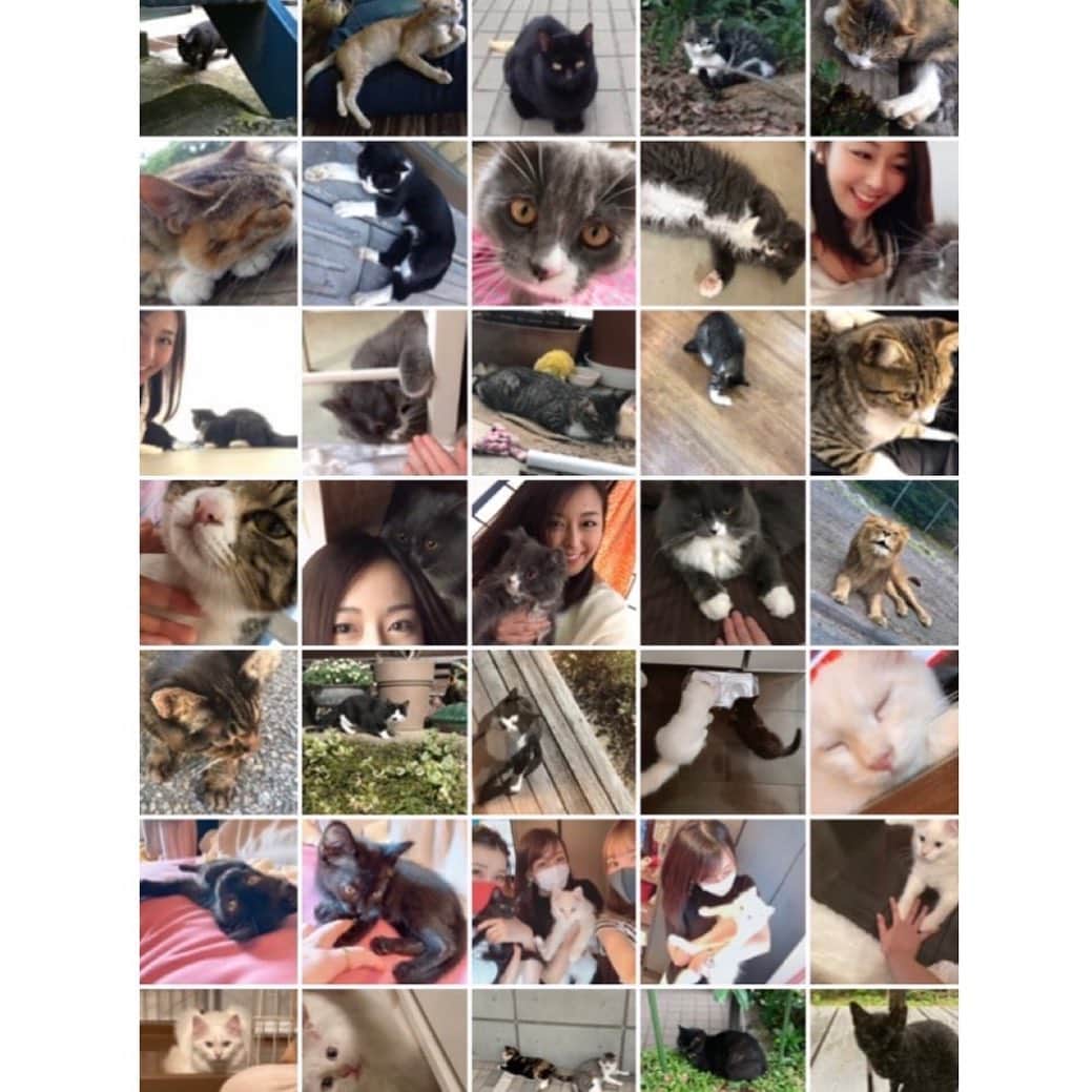 伊藤えみさんのインスタグラム写真 - (伊藤えみInstagram)「22.2.22は例年より2が多い猫の日オブ猫の日だね！いつもたくさんの癒しをありがとう。というわけで、「猫」で検索かけて出てきた写真フォルダ内のデータを一部公開📷猫科の動物が混じってはいるけど、かなり検索精度高いニァオーン🐱🦁  #猫の日 #猫 #cats #catstagram  #catlovers  #動物大好き #生き物大好き」2月22日 10時06分 - itoemi1019