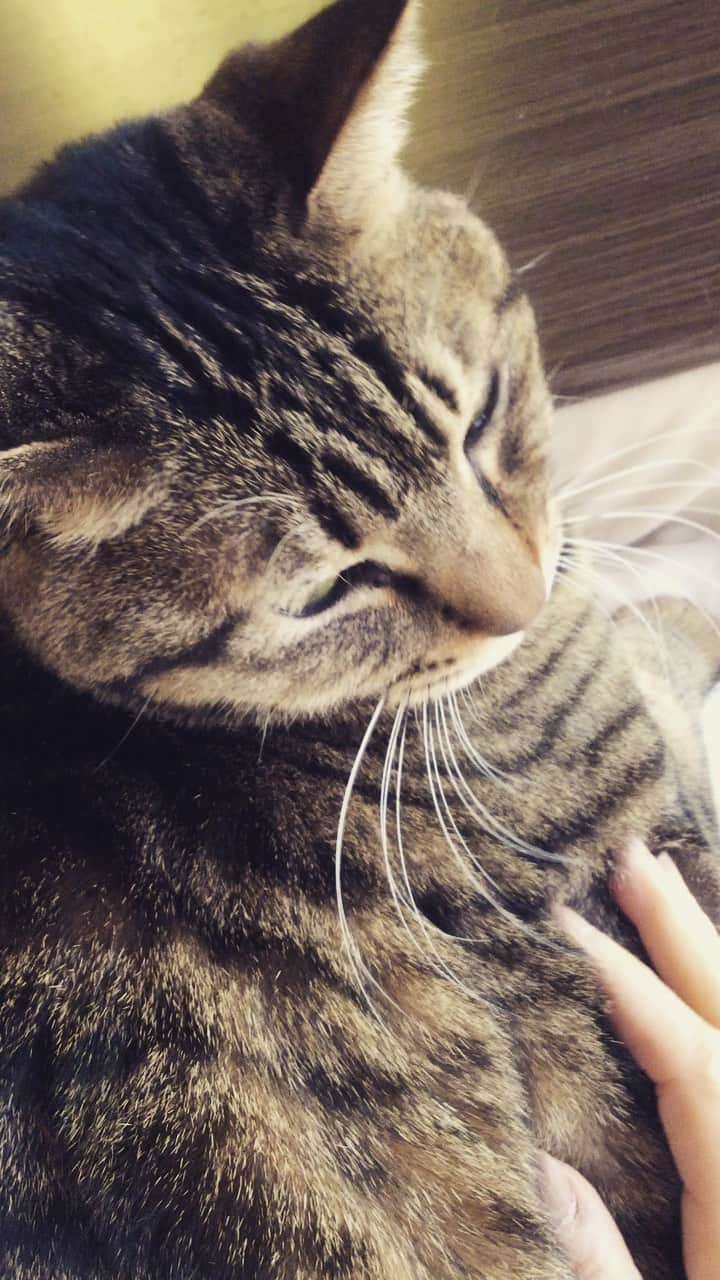 ゆきのさつきのインスタグラム：「朝のまったり時間😽 しあわせ〜💕  #スーパー猫の日」