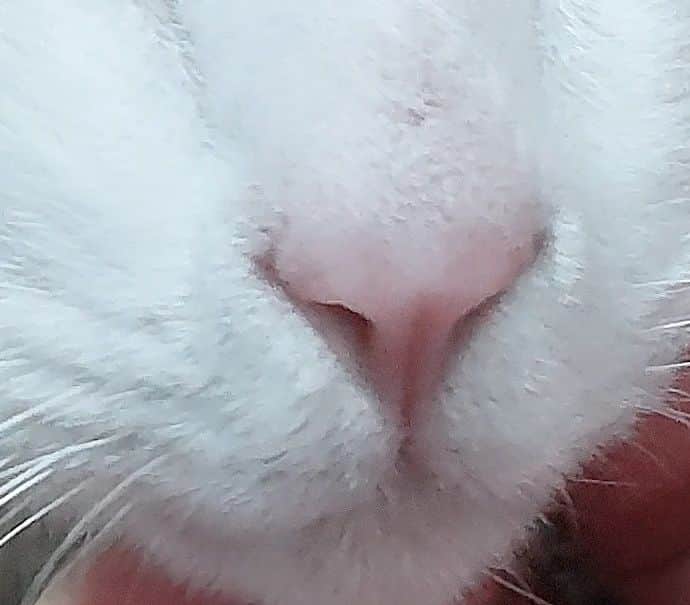 高梨謙吾のインスタグラム：「皆様お疲れ様です😺 今日はスーパーニャンニャンデーとのことでこちらご査収ください🐱」