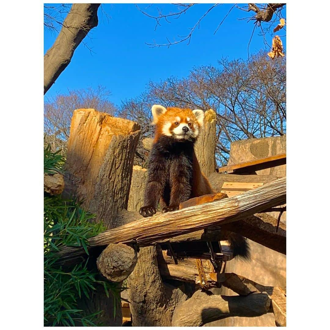 佐竹桃華さんのインスタグラム写真 - (佐竹桃華Instagram)「・ 超絶可愛い瞬間を カメラに収める事に成功📸💖 やばいいたまらんんん ・ モッフモフでお顔もきゅるるんっ 癒されますねぇ、、 "わたときパンダ"をきっかけに 好きな動物1位がレッサーパンダになりました🤣🐾 ・ ・ ・ #野毛山動物園#動物園 #レッサーパンダ#可愛い #ディズニー・ピクサー最新作 #私ときどきレッサーパンダ　 #turningred#turningredpixar  #ディズニー#disney#pixer #ディズニープラス#disneyplus  #主人公メイ#日本版声優#佐竹桃華」2月22日 22時16分 - momokasatake