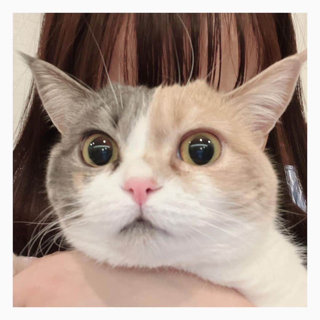 小原好美さんのインスタグラム写真 - (小原好美Instagram)「ねこの日！  #みるねこ #コメントありがとう #マンチカン #ダイリュートキャリコ」2月22日 20時56分 - konomi_kohara0628