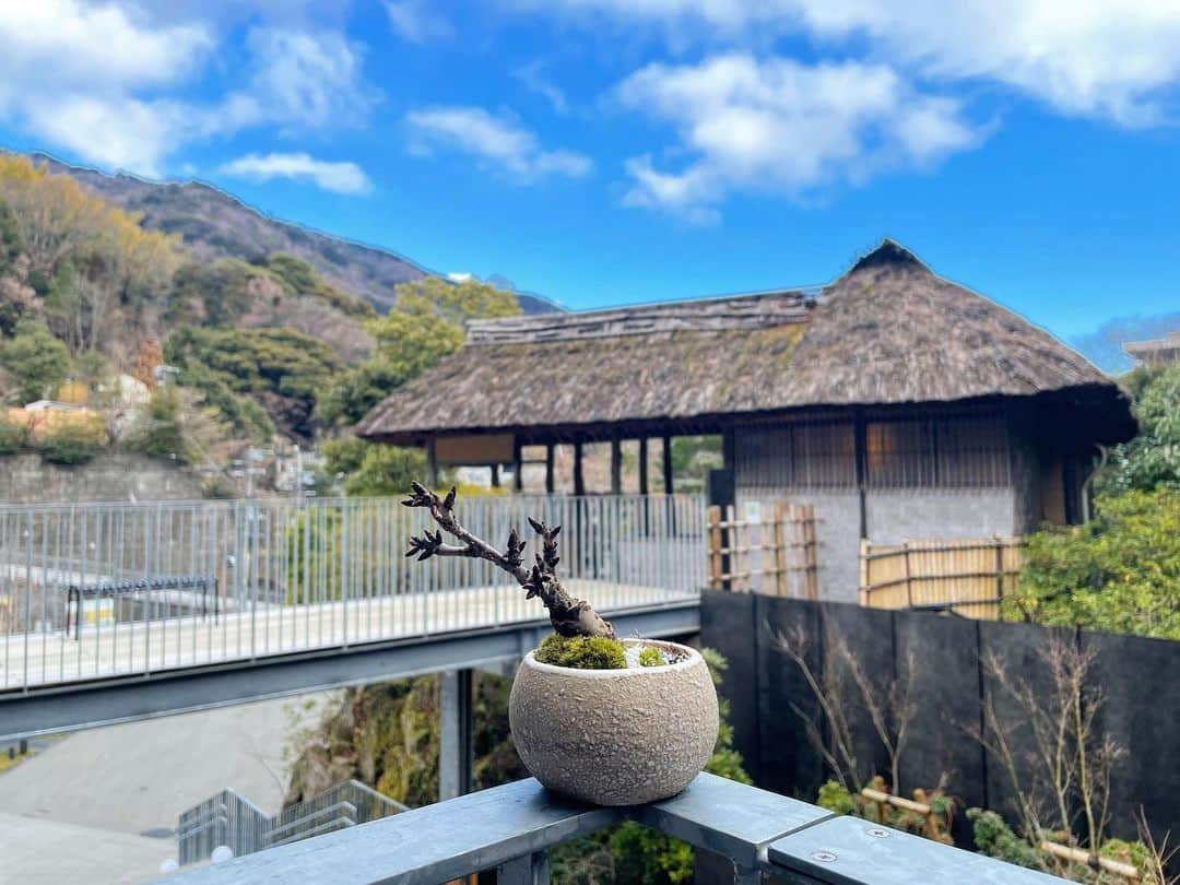 谷澤杏奈さんのインスタグラム写真 - (谷澤杏奈Instagram)「🪴  みなさんと、素敵な思い出づくりをしたいなっ♨️  湯河原と言ったら！  【万葉子ぼんさい】ってなるくらいこのイベントが 湯河原定番のアクティビティーになりますよーにっ😌💓  来月の盆栽、予約スタートしています！  なんと！！！  大人気だった桜🌸の苗を数量だけ入荷しました👏🏽✨  まだ、ご自宅に桜の子ぼんさいをお持ちでない方は 是非是非この機会にご参加くださいね💁🏽‍♀️  3月20〜21日 旅館【魚判】で開催します🐟  11:00〜  13:30〜   みなさん、お待ちしております❤️  .  #魚判  #旅館魚判  #若女将 #湯河原  #アクティビティー #湯河原といったら #万葉子ぼんさい  #桜の盆栽」2月22日 21時06分 - anna.uohan