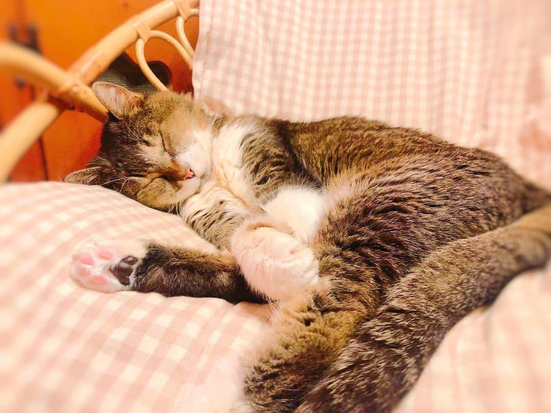 山岸愛梨さんのインスタグラム写真 - (山岸愛梨Instagram)「スーパー猫の日なのでさくらこちゃんもご紹介。  人間の年齢にすると100歳です。ノラ猫ちゃんだったさくらこがふらっとお家にやってきてくれた日から、家族全員沢山癒されてきました。  毎日元気でいてくれるだけで幸せ。大切な家族です。  #ねこのきもち小さな幸せ #猫の日　#猫の日2022 #にゃんにゃんにゃんの日 #スーパー猫の日」2月22日 21時24分 - airi_yamagishi