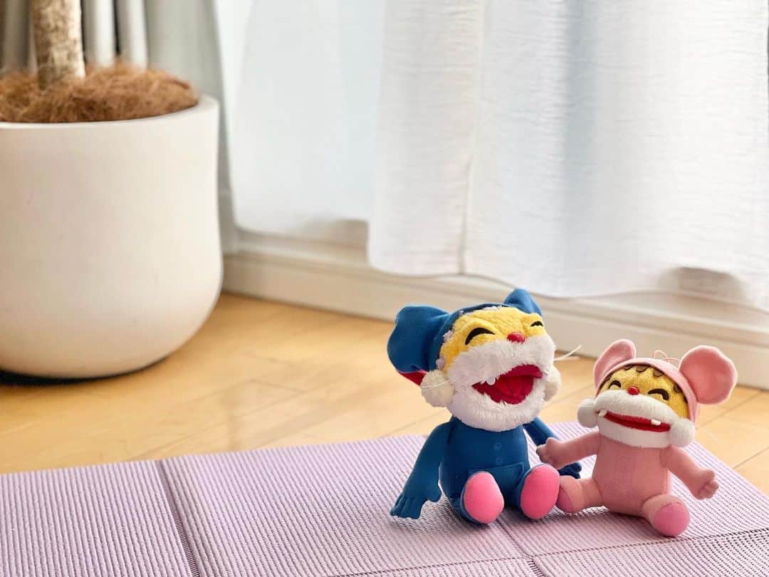 のインスタグラム：「冷え対策に始めたプランク。1ヶ月前は1分がやっとでしたが、色んなパターンのプランクを毎日積み重ね、成長に感動。楽屋の仮眠用に買ったヨガマットが役立ちました。  次の目標はまだ腕を通せていない @hitominiikura ちゃんの背中の空いたドレスを着ることです。  写真は#猫の日 なのでうちの#ニャンちゅう を。  #plankworkout #プランク」