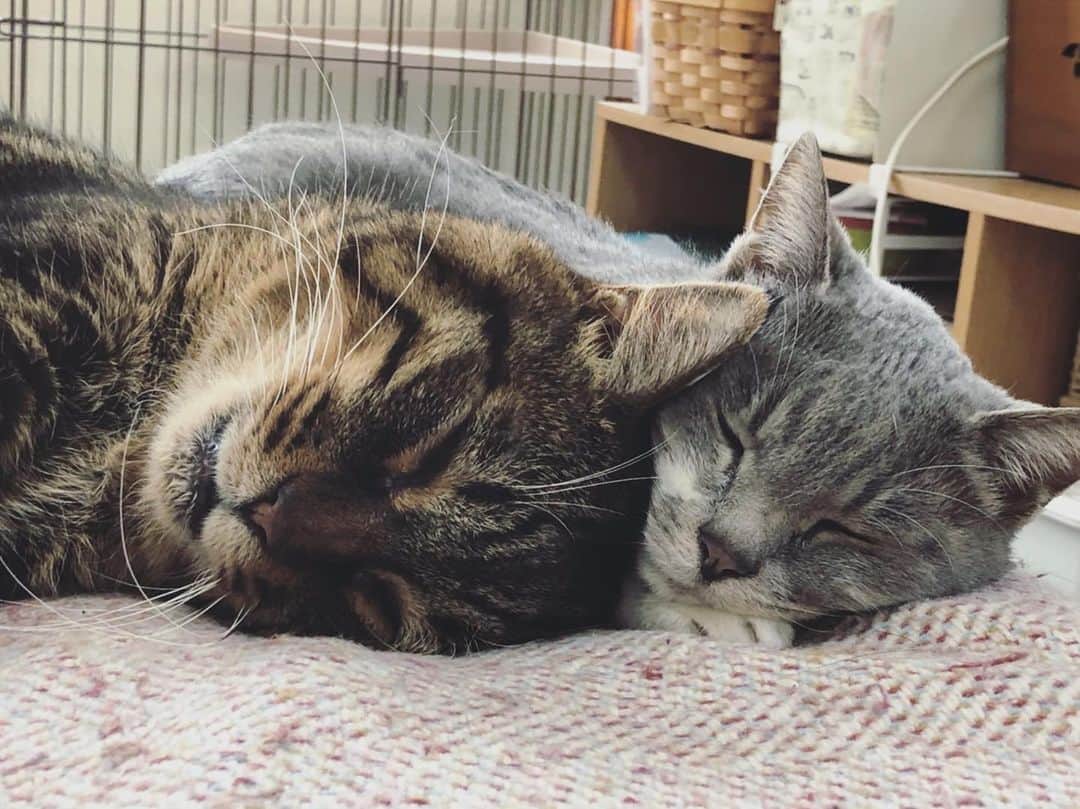 のインスタグラム：「#猫の日 #宣伝部隊ひなこた みんな心配してくれてますが年末久しぶりにひなとこたろうに会ってきました🐈 1日目からひなが一緒の布団で寝てくれて嬉しかった🐈 次は4月の島根、無事ひなこたをモフりつつツアー完走できますように🐈」