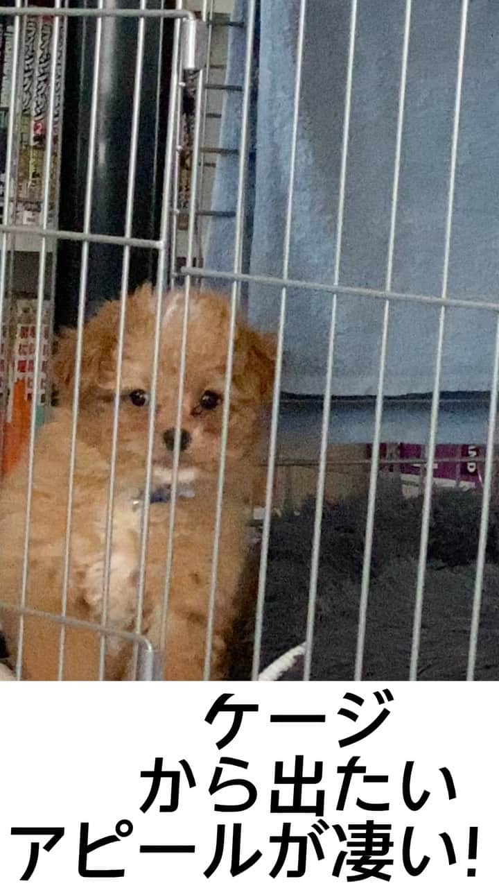 井上裕介のインスタグラム：「ケージに入れた結果  #チョコ #家族 #犬 #トイプードル #チワワ #ミックス #保護犬 #パテラ」