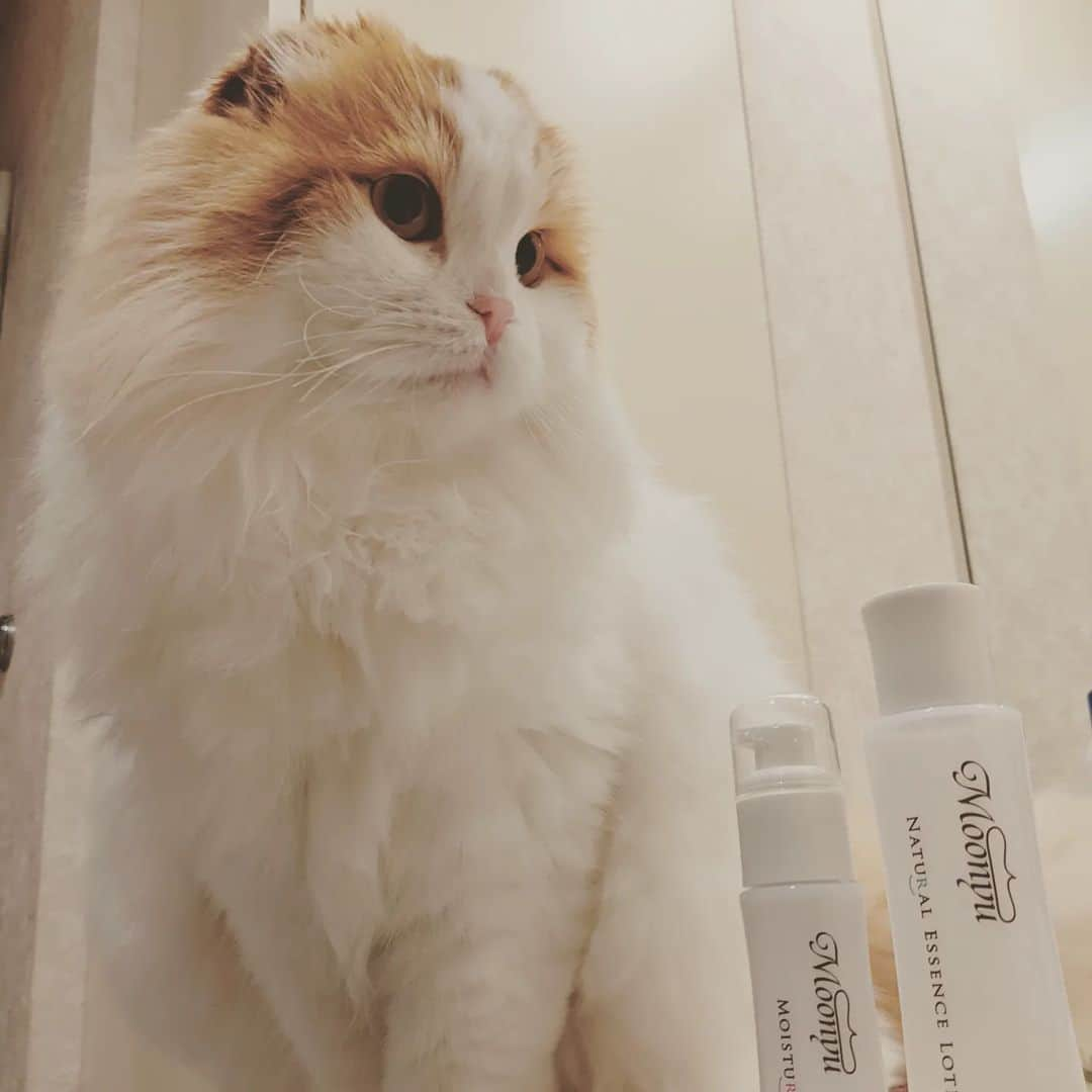 Moonyuさんのインスタグラム写真 - (MoonyuInstagram)「2022年2月22日　ねこの日😻  #モーニュ #スキンケア #セラミド #敏感肌 #乾燥肌 #ゆらぎ肌 #にゃーにゃーにゃーの日 #にゃんすたぐらむ #スコティッシュフォールド #猫 #ねこの日 #猫の日 #2月22日 #にゃんにゃんにゃん #スーパー猫の日」2月22日 15時19分 - moonyu_official