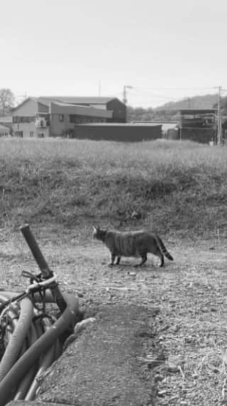 nqouのインスタグラム：「#ネコさん発見シリーズ #ネコさん発見シリーズ動画  #スーパー猫の日」