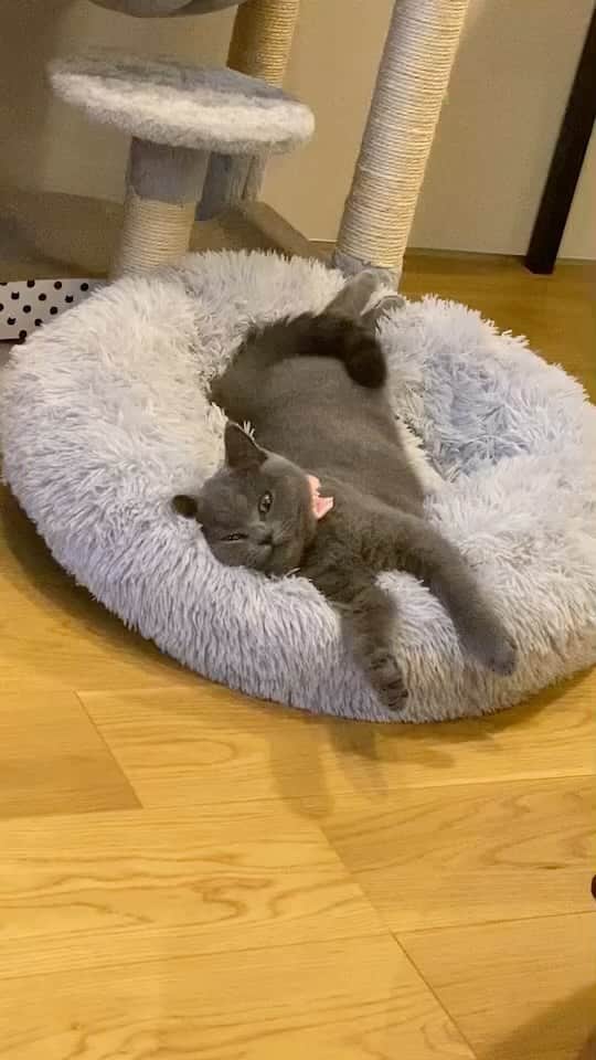 田中菜津美のインスタグラム：「生きてるか心配した😅  #猫の日 #ねこすたぐらむ #猫のいる暮らし  #ブリティッシュショートヘア #cat #britishshorthair」