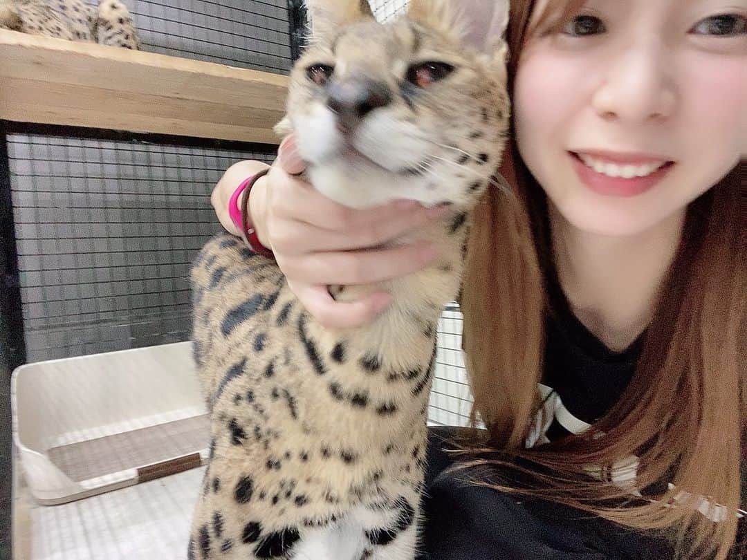 竹原三貴のインスタグラム：「・ ・ ・ スーパー猫の日ということで 特定動物のサーバルキャットを 触らせてもらった時の写真🤳を...  獰猛な猛獣と聞いていたのですが とても大人しくて、可愛いくて トリコになってしまいました😻✨  빅 귀여운고양이와 만났어요🐅  #猫の日 #スーパー猫の日 #スーパーねこの日 #supercatday  #サーバルキャット #特定動物 #servalcat #ネコ #ヌコ #ヌコスタグラム #catstagram」