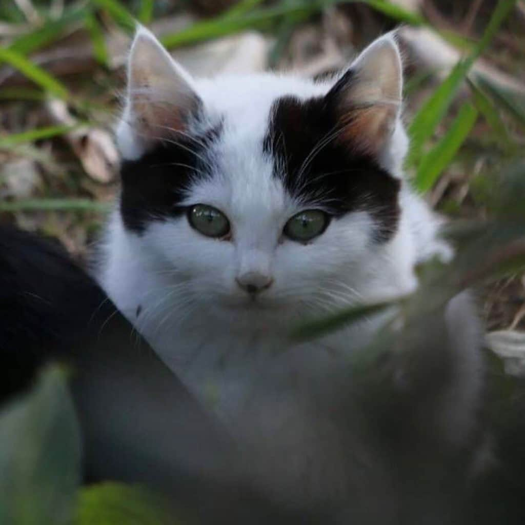 山口治樹のインスタグラム：「どんどん大きくなるよー すっっっごい成長してます😻 スーパー猫の日😸 2022.2.22.22:22 ♯猫の日」