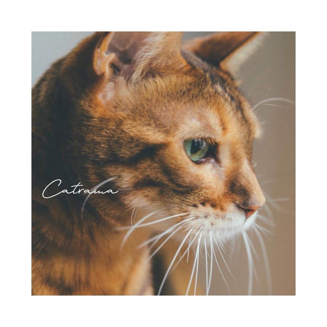 のインスタグラム：「2022年2月22日に、私がイラストを描かせていただいているステーショナリーブランド「Catrama」  https://catrama.theshop.jp  がデビューしました🐈🐈‍⬛🐈  ブランド名は、Cat（猫）＋スペイン語のCalma (平穏)からきています。 Catramaのものを手に取って心が穏やかになっていただけるといいなぁと思って名付けました。  イラストは私が数年書き溜めていたイラスト。 お友達のワンちゃん猫ちゃんがモデルです。  とにかく動物が好きで、絵が好きで、文房具が好きで。 大好きをまとめて作ったステーショナリーブランド。  みなさんに手に取っていただけたら嬉しいなぁ。  Instagram @cat_rama_   売上の一部を動物愛護団体様に寄付させていただきます。 どうか世界から、一匹でも多く辛い思いをしているわんちゃん猫ちゃんが救われますように。  Catramaをつくるにあたり、タッグを組んで下さったのはライターの昼田祥子さん。 @hiru.1010  ずっと私の動物の絵が好きって言ってくれて、昼田さんの言葉がなければ実現しなかったとおもいます。 愛を持って一緒に作り上げてくださりありがとうございます！！  そしてCatramaの世界観を表現してくださったフォトグラファーの東京祐さん @tokyojorkphotogram イメージ通りの素敵な写真を撮ってくださりました‼︎ありがとうございます！！ 東さんの愛犬がみちゃん @gami_azuma  も、ステーショナリーとして登場してくれるのでお楽しみにっ！🐈🐈‍⬛  #Catrama #キャットラマ #ステーショナリー #stationery #猫 #犬 #cat #dog #2月22日　 #猫の日」