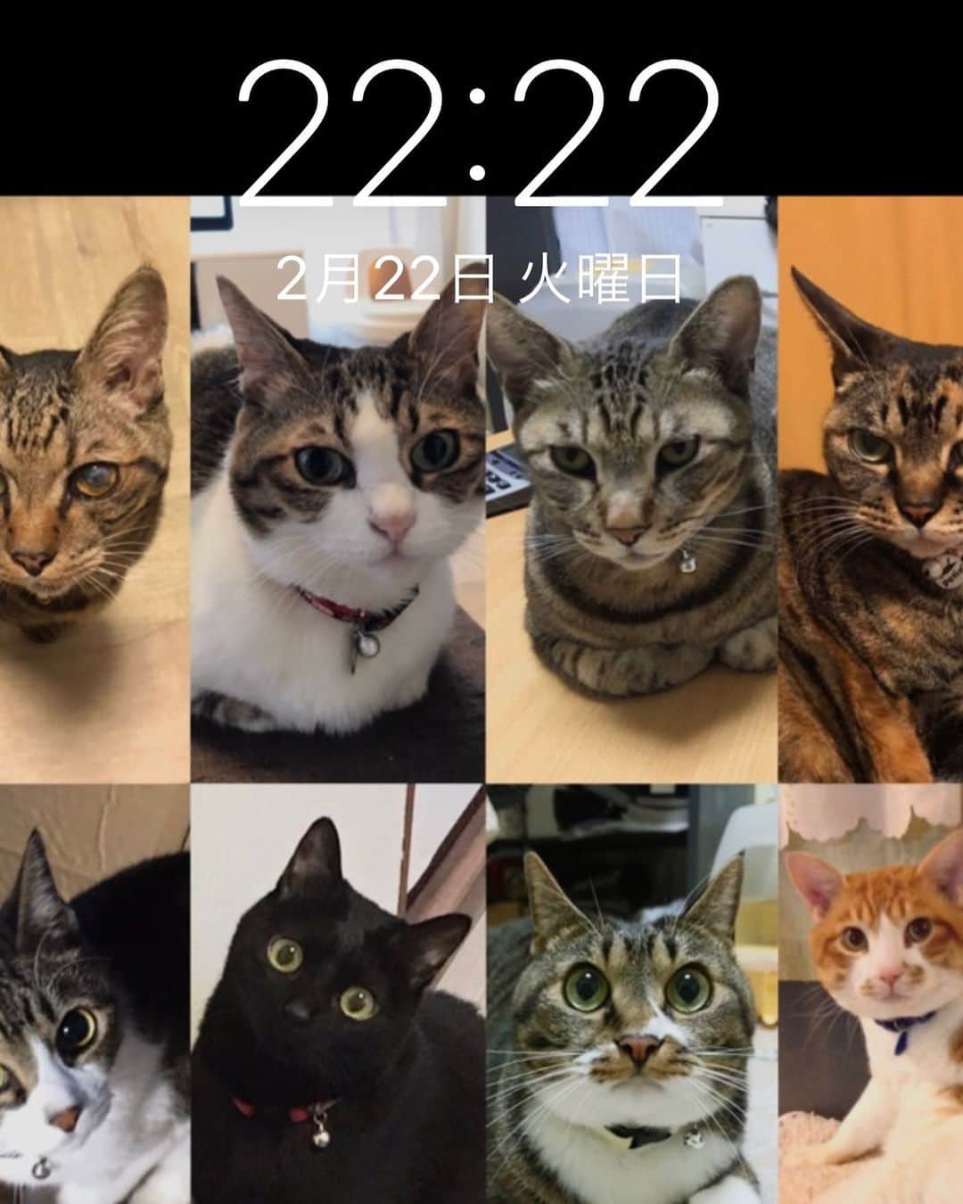 蒼真せれんのインスタグラム：「2022年2月22日22時22分  猫の日🐱  わたしのロック画面🐈❤️  #猫 #猫の日  #cat」