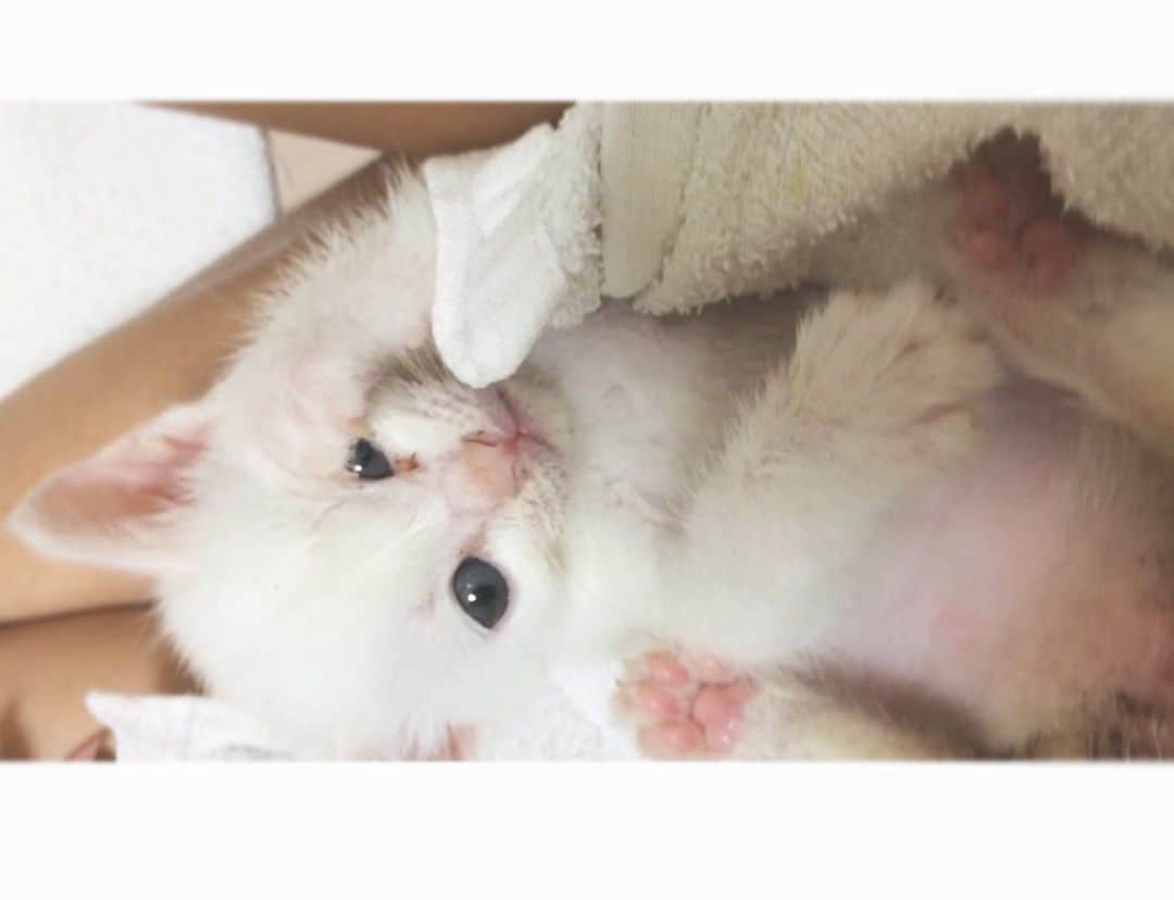のインスタグラム：「にゃー  #懐かしき小さな頃の妹」