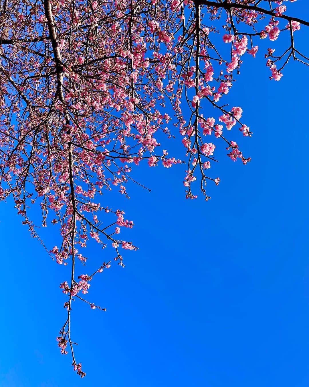 のインスタグラム：「🌸  寒ければ寒いほど美しく咲く桜🌸☃🌸  🌸咲き始めからとても綺麗です☺️💕  雨上がりの空は とっても視程が良くて飛びたくなりました🚁  そしてラーメン食べたくなりました🍜😍✨  #花よりラーメン  #🍜 #🌸 #桜  #cherryblossom  #Japan #sky #instapic  #instaphoto  #photography  #camera  #自然  #nature  #温泉女子  #温泉 #♨️ #青空  #ピーカン  #sky  #blue    #吉山りさ #写真  #フリーモデル #フリーランス #出張撮影 #モデル」