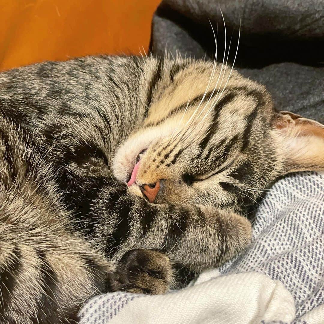 阿島ゆめのインスタグラム：「🌹 . . 2022.2.22🐱 猫の日〜💗💗💗 #猫の日 #しゃもじタグラム  #べろでちゃう」