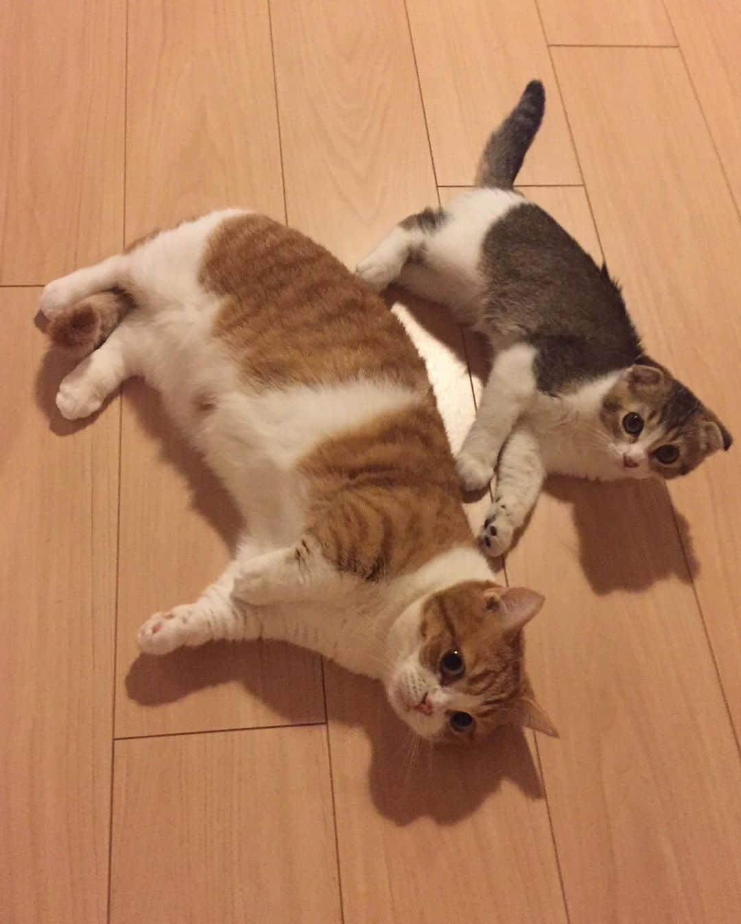 ひよりさんのインスタグラム写真 - (ひよりInstagram)「2022/02/22 いつもありがとう🐱🐱🐯 #スーパー猫の日」2月22日 18時47分 - nekohiyo