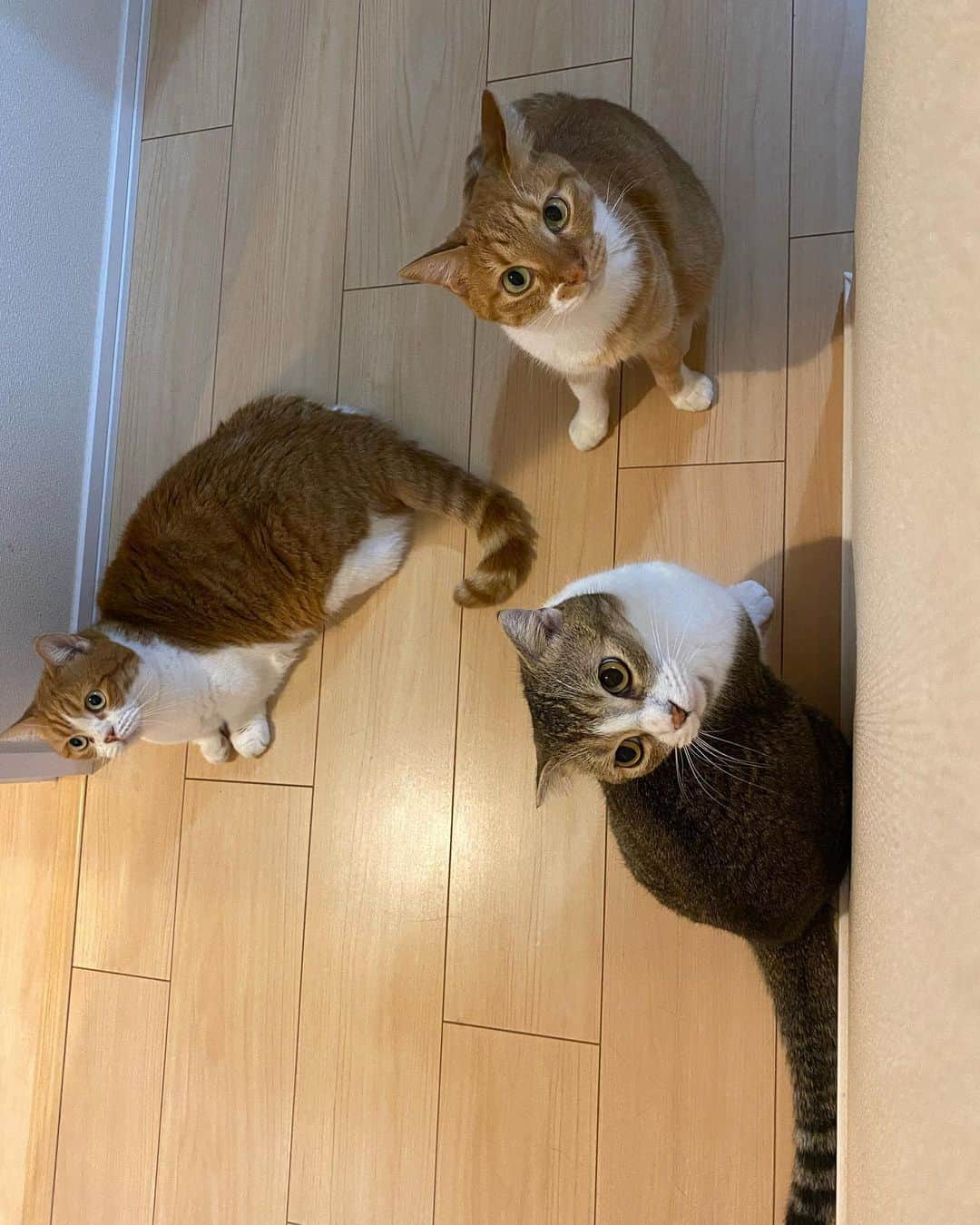 ひよりさんのインスタグラム写真 - (ひよりInstagram)「2022/02/22 いつもありがとう🐱🐱🐯 #スーパー猫の日」2月22日 18時47分 - nekohiyo