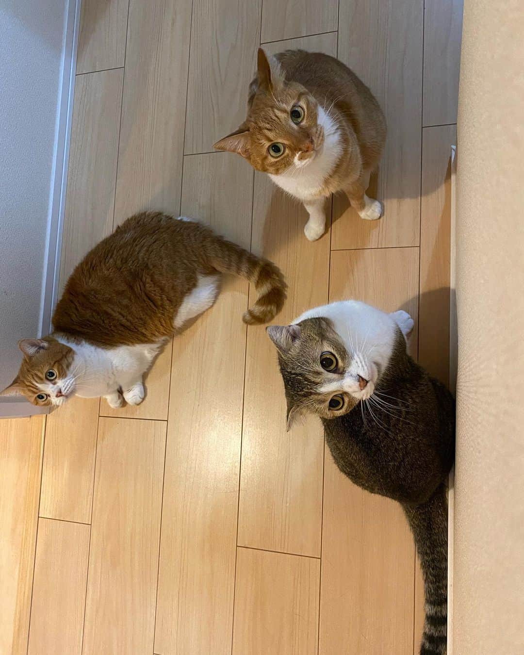 ひよりのインスタグラム：「2022/02/22 いつもありがとう🐱🐱🐯 #スーパー猫の日」