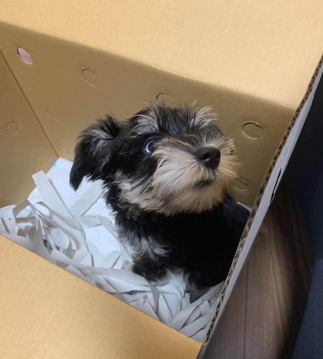 おもてちゃんのインスタグラム：「猫の日でも犬が載せたい 子犬時代..小さい⁑)   #ミニチュアシュナウザー」