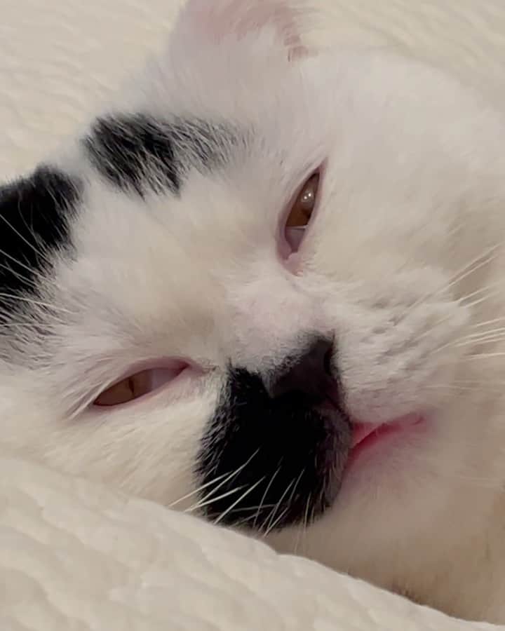 のインスタグラム：「スーパー猫の日なので はっちゃんの天使な寝顔動画をお届けします🐱  その１　目を開けて寝てるはっちゃんだよ 舌も出てるよ 多分最後は夢の中で2回鳴いてるよ  その2  目を開けて寝てたけど途中で目覚めたのがわかる動画だよ そして二度寝するよ  その3  目は閉じてるけど口をあけて寝てるよ　かわいいブラックホールに吸い込まれそうだよ  #まめ大福はちお #はちお #猫の日 #スーパー猫の日 #目を開けて寝る猫 #口を開けて寝る猫 #寝顔のクセがつよい猫」