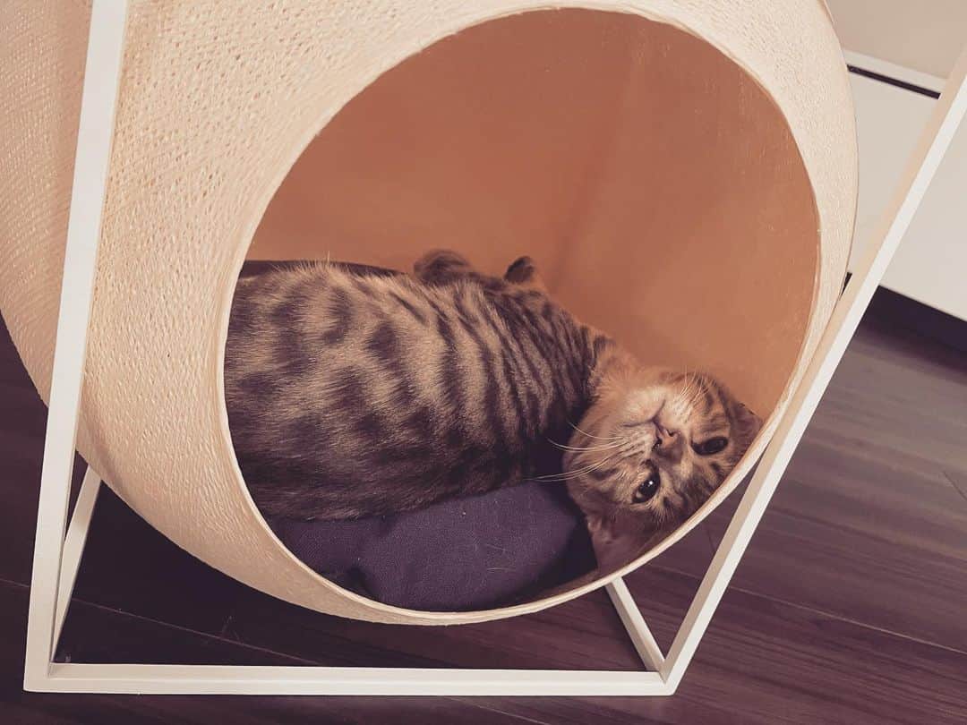 莉犬さんのインスタグラム写真 - (莉犬Instagram)「※彼らは同じベッドで寝ています  #莉犬くん #すとぷり #猫 #猫の日 #🐱 #ギンちゃんちっちゃい #コタはでっかい #仲良し #天使 #かわいい」2月22日 20時10分 - riinukun