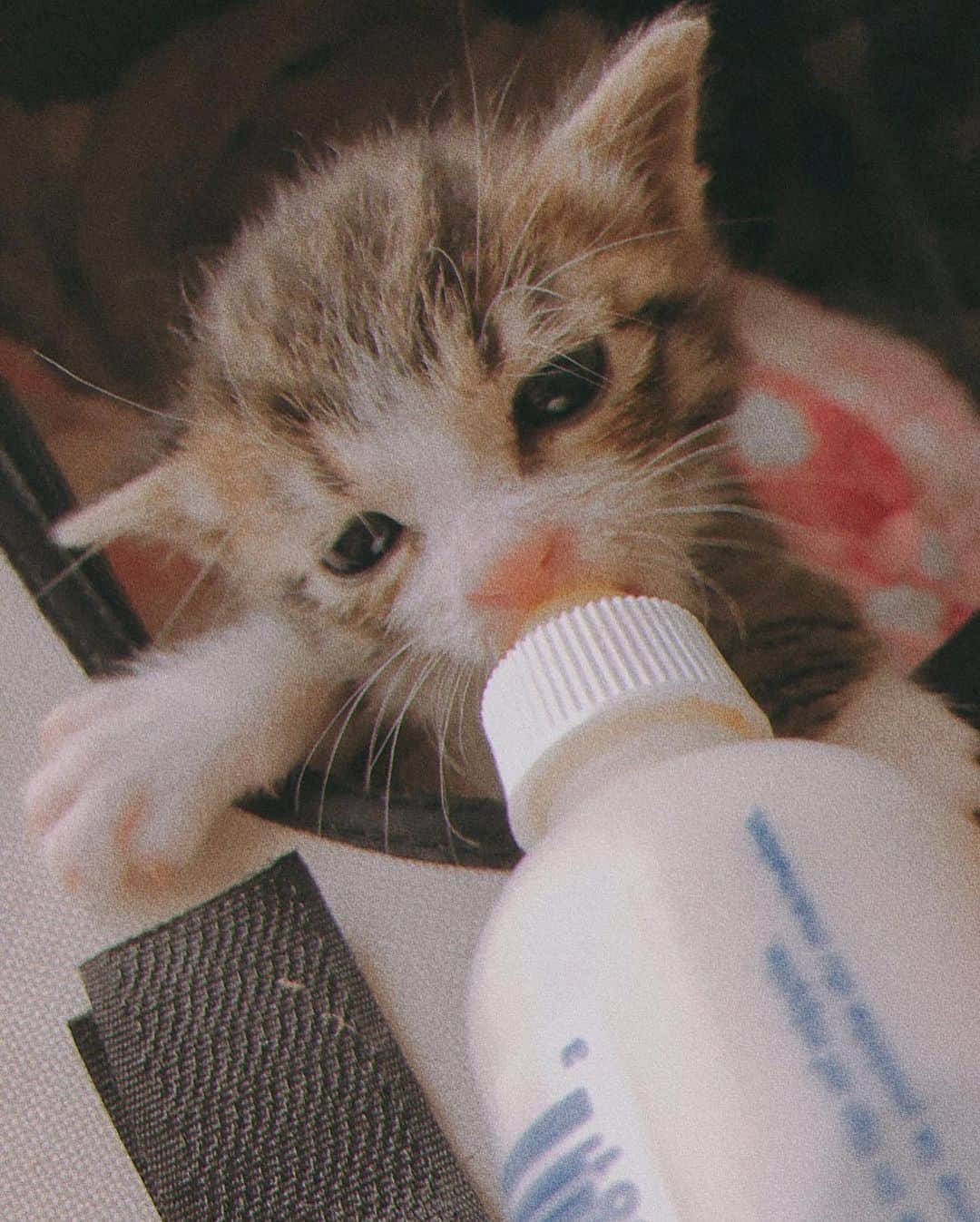 ダーブロウ有紗さんのインスタグラム写真 - (ダーブロウ有紗Instagram)「こんなに小さかった君たち。 大きくなったね。 私たち人間も大きくなったもんだ。 猫と生きる人生。 すき。  #猫の日 #滑り込みセーフ #4枚目は私です」2月22日 22時45分 - alisadurbrow
